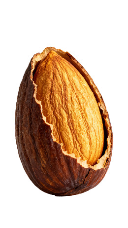 开口杏仁特写图片