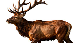 雄壮鹿角的棕色麋鹿图片