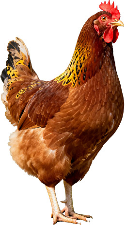 一只站立的棕色母鸡图片