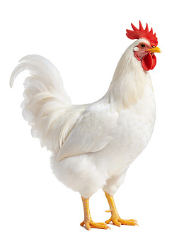 白色公鸡站立于纯白背景