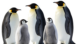 五只企鹅家庭合照图片