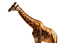 长颈鹿侧身站立于白色背景