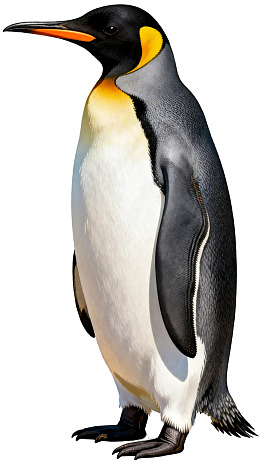 站立的帝企鹅特写图片