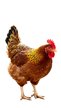 一只站立的棕色鸡图片