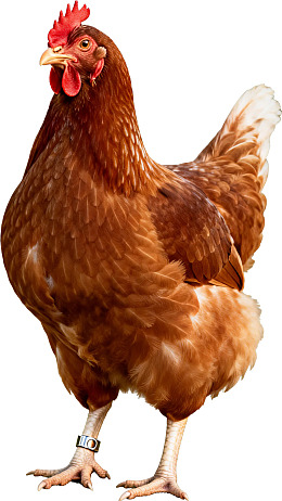 棕色母鸡佩戴脚环站立