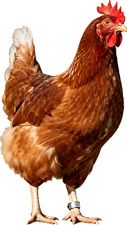 棕色母鸡佩戴脚环站立