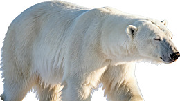 白色北极熊行走特写图片