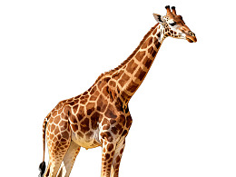 长颈鹿侧面站立姿态图片