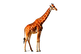 长颈鹿侧面站立于白色背景