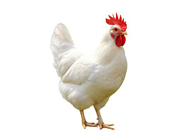 白色公鸡站立姿态图片