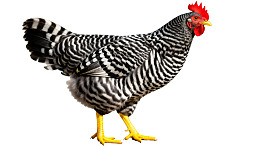 黑白条纹公鸡站立特写