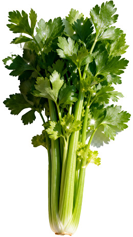 新鲜翠绿的芹菜束图片