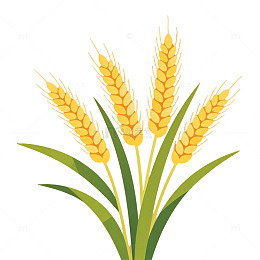 AI生成麦穗插画