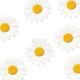 雏菊蓝天粉色背景图案