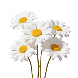 AI生成雏菊美景