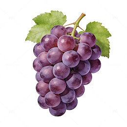 紫色葡萄水果插画素材