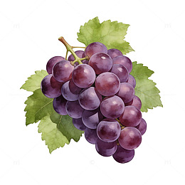 水彩葡萄水果插画设计素材