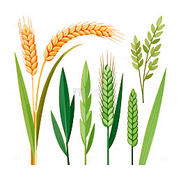 AI生成麦穗插画素材