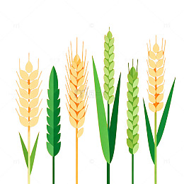 麦穗插画风格矢量图素材