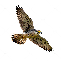 猛禽展翅飞行动作摄影