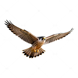 猛禽翱翔蓝天AI摄影