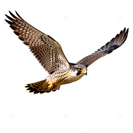 猎鹰飞翔猛禽猛兽摄影图