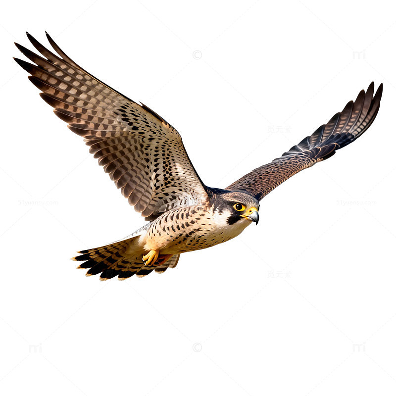 猎鹰飞翔猛禽猛兽摄影图