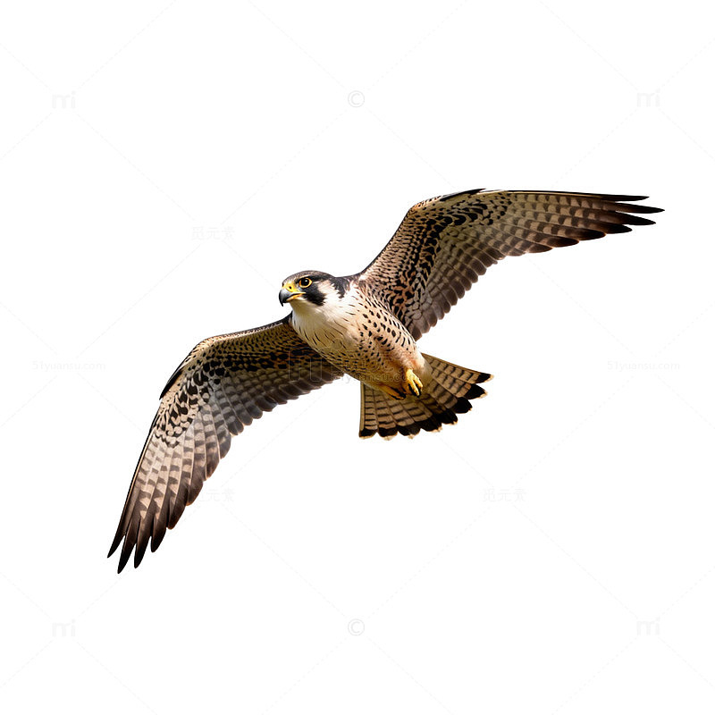 猛禽翱翔天空摄影图片