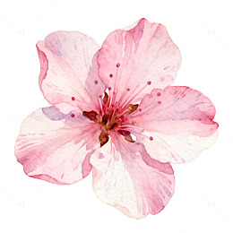 水彩樱花花卉插画素材