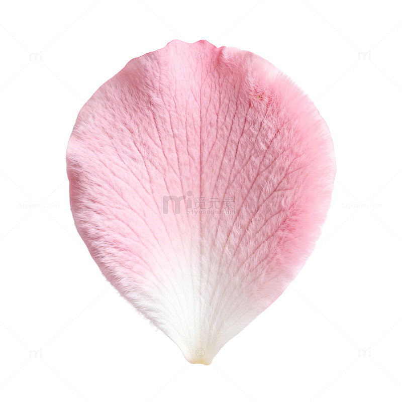 粉色花瓣特写摄影