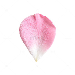 粉色花瓣特写植物摄影