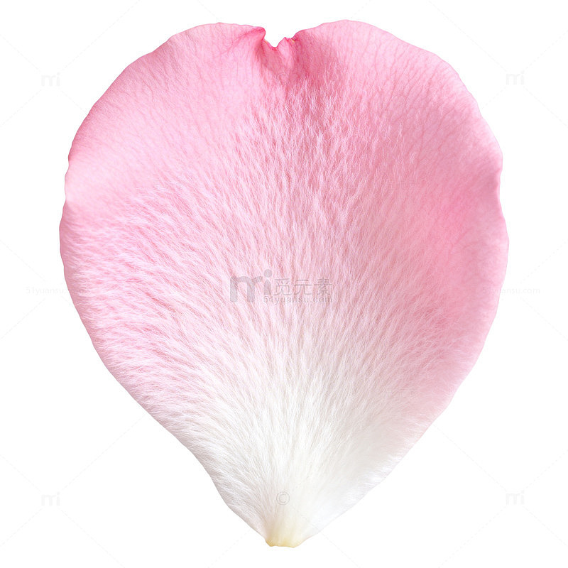 粉色花瓣特写摄影素材