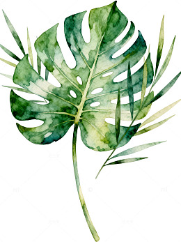 水彩热带植物插画叶素材