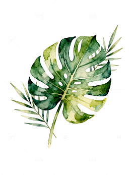 水彩植物插画热带叶