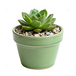 绿色盆栽多肉植物摄影