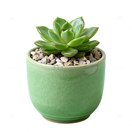 绿色多肉植物盆栽