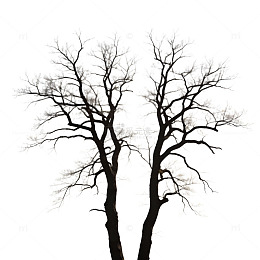 枯树剪影冬日风景