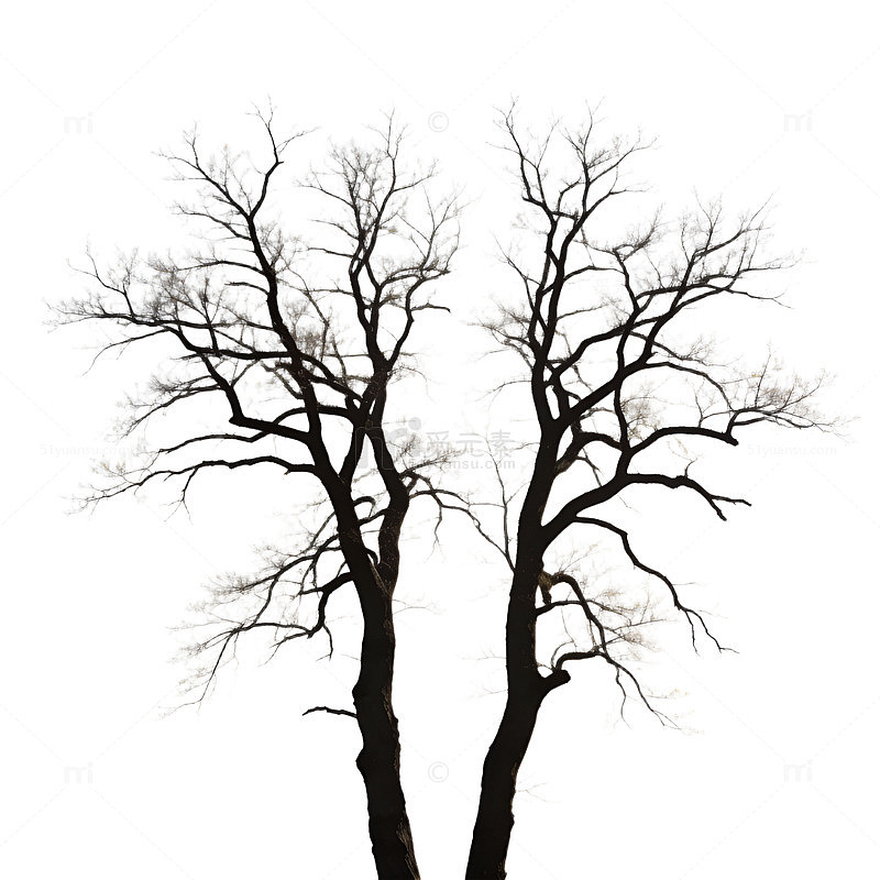 枯树剪影冬日风景