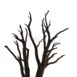 枯枝剪影极简风