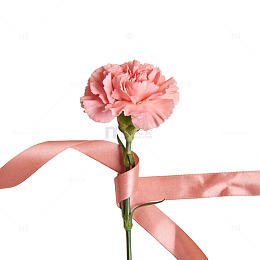 粉色康乃馨丝带装饰