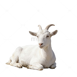 白山羊悠闲躺地