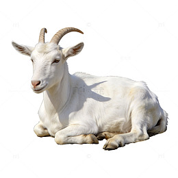 白山羊休息摄影图