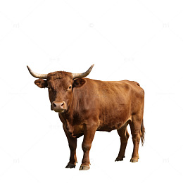 田园风棕色牛站立图