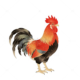 彩色公鸡插画设计素材