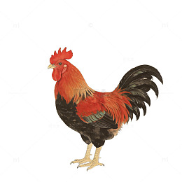 传统中国公鸡插画