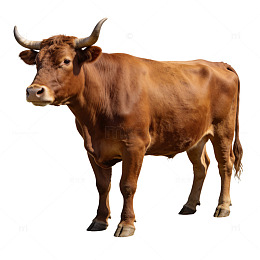 写实牛动物摄影素材