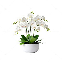 简约白兰花盆栽设计