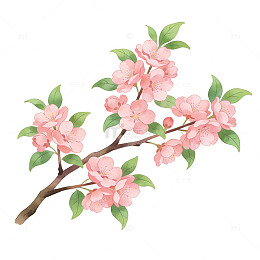 粉色樱花插画素材