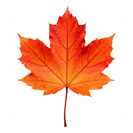 秋枫红叶特写摄影图片