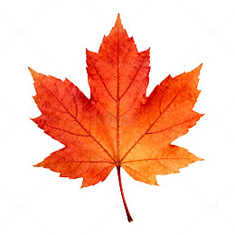 秋枫水彩叶画设计素材